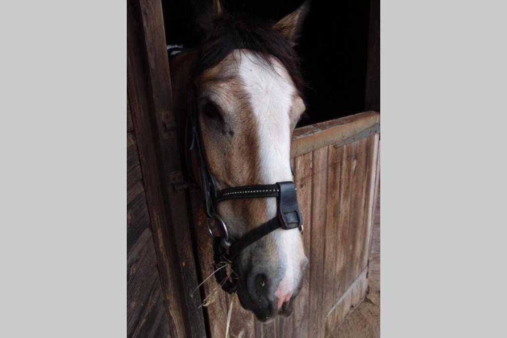 Upper Heath Farm - Stable Cottage Ludlow 크래븐 암즈 외부 사진