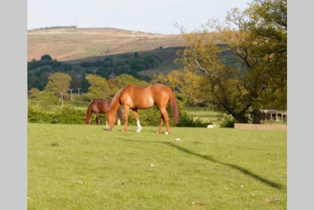 Upper Heath Farm - Stable Cottage Ludlow 크래븐 암즈 외부 사진